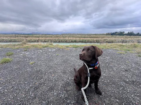 Aoraki Dog Slip Leash