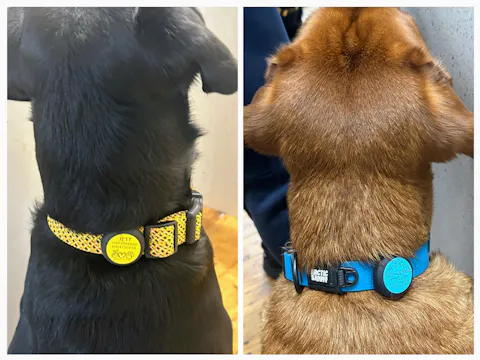 Slide-On Dog ID Tag - Oakley