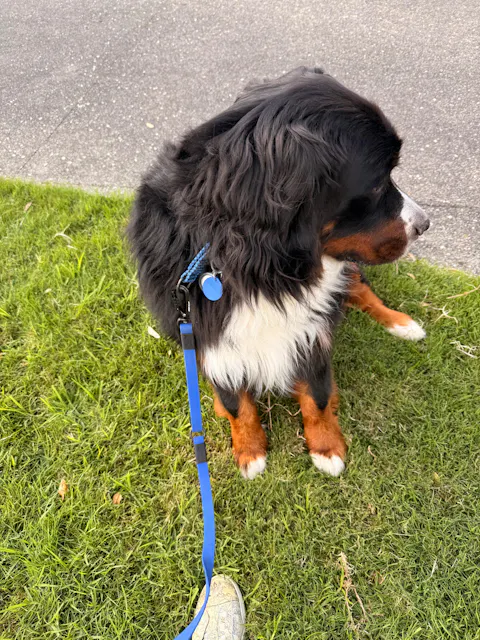 Navy Blue Terraflow Traffic Handle Leash
