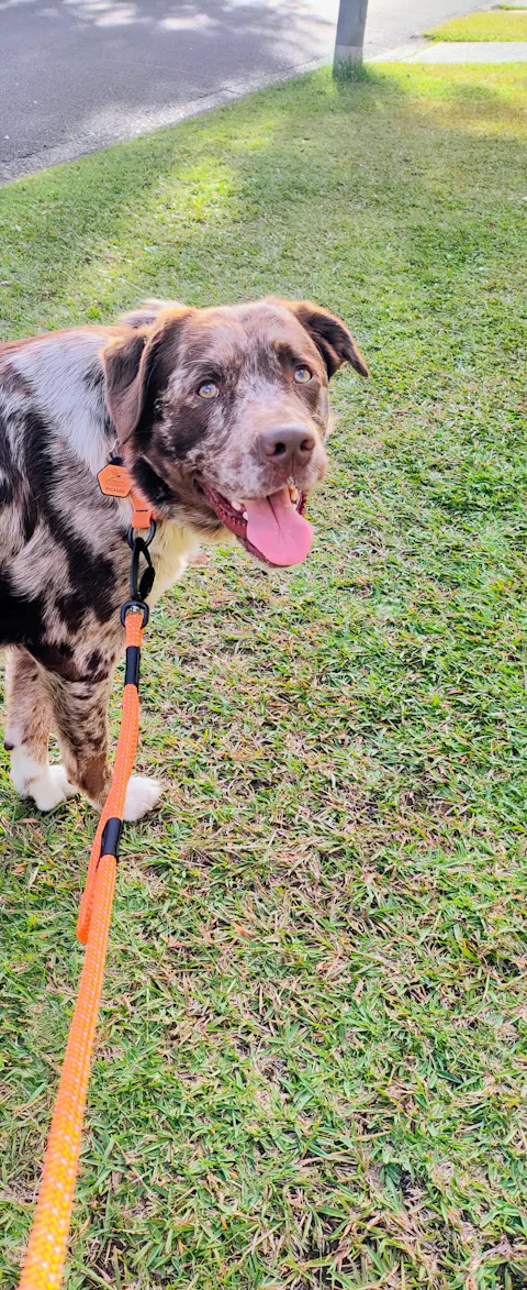 Hawea Trail Runner Handsfree Dog Leash