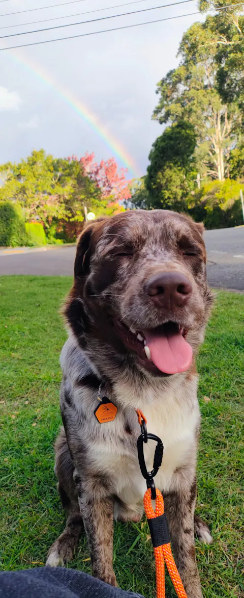 QR Code Dog ID Tag - Custom Design