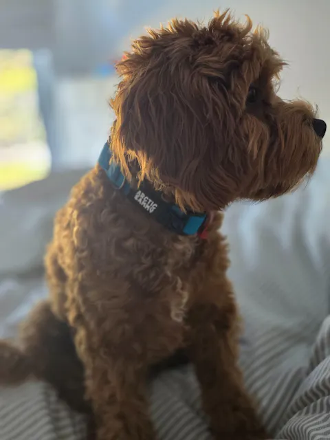 Teal Terraflow Waterproof Dog Collar