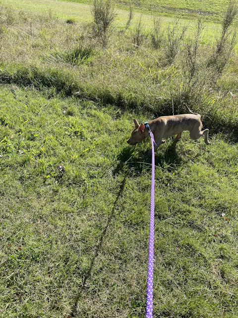 Waihi Trail Runner Handsfree Dog Leash