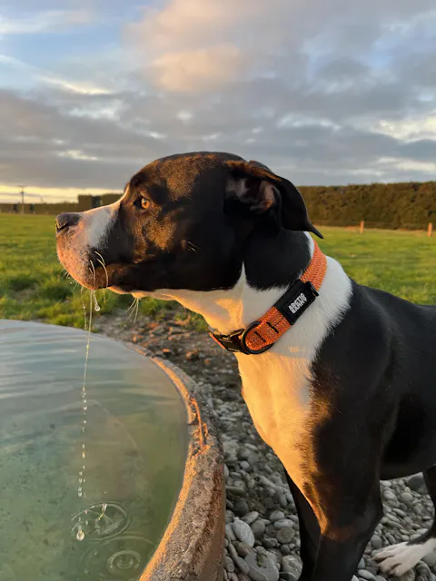 Hawea Dog Collar