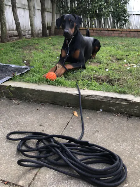 Long Line Dog Training Leash