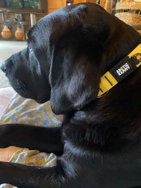 Mustard Yellow Terraflow Waterproof Dog Collar