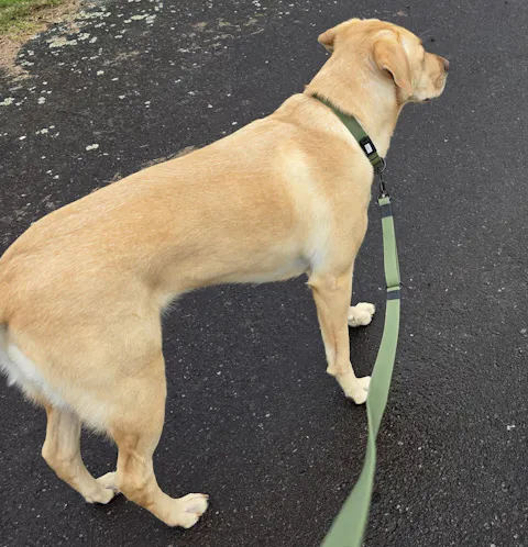 Olive Terraflow Traffic Handle Leash