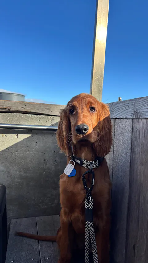 Aoraki Rope Dog Leash with Traffic Handle