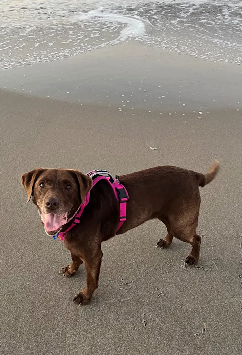 Arctic Sammy Adventure Dog Harness - Pink