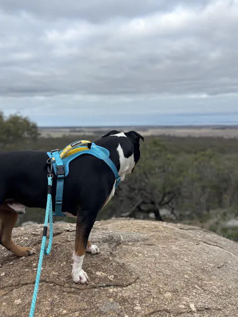 Arctic Sammy Adventure Dog Harness - Teal