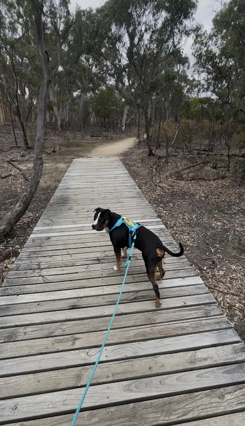 Pukaki Trail Runner Handsfree Dog Leash