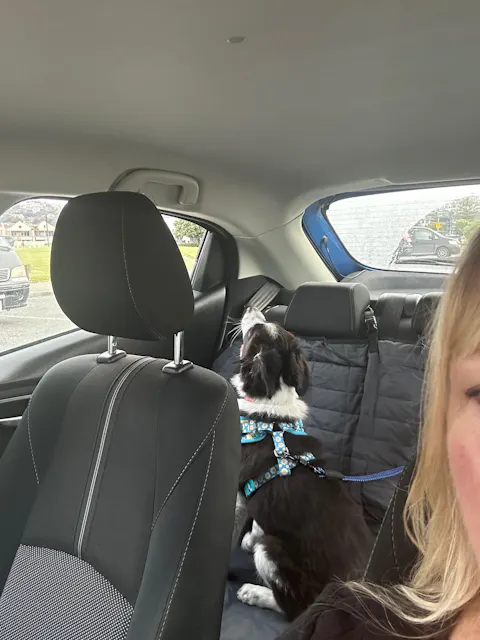 3-in-1 Dog Car Tether Benmore