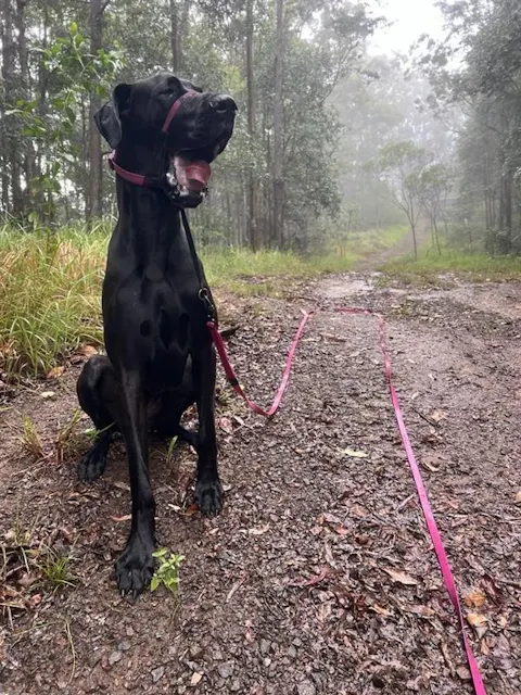 Pink Terraflow Long Line Dog Leash