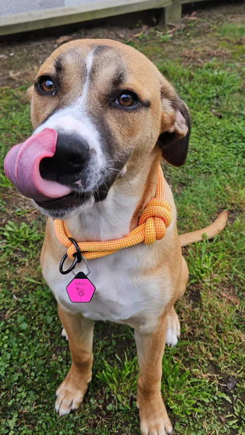 Dog ID Tag - Lola