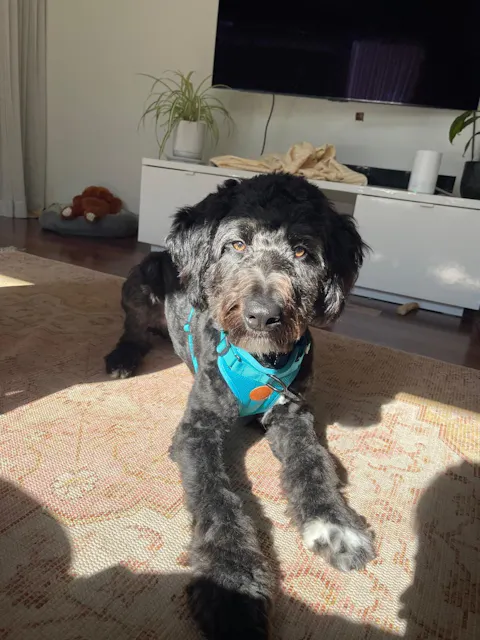 Arctic Sammy Adventure Dog Harness - Teal