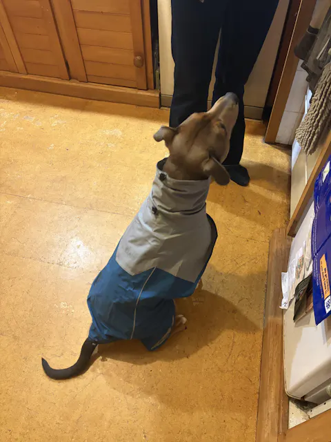 Dog Raincoat Milford