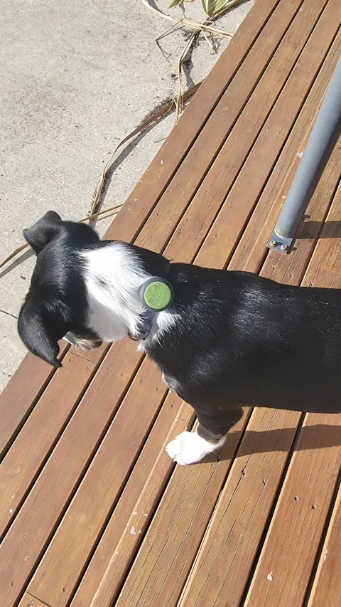 Slide-On Dog ID Tag - Oakley
