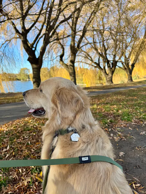 Olive Terraflow Traffic Handle Leash