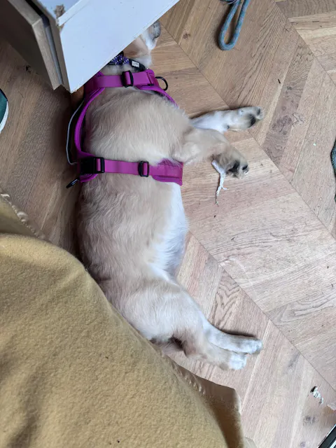 Arctic Sammy Adventure Dog Harness - Pink