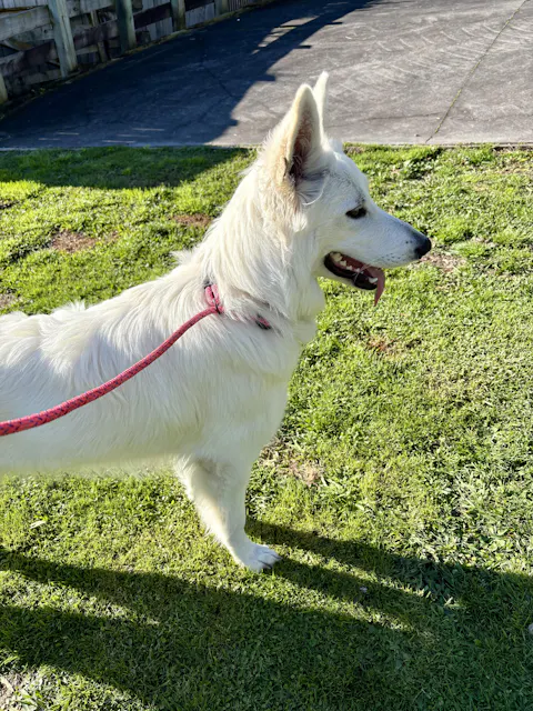Ohau Dog Slip Leash
