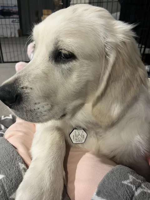 Dog ID Tag - Barney