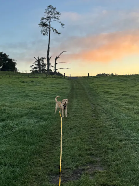 Mustard Yellow Terraflow Long Line Dog Leash