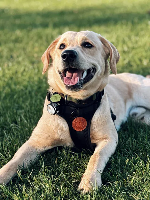 Arctic Sammy Adventure Dog Harness - Black