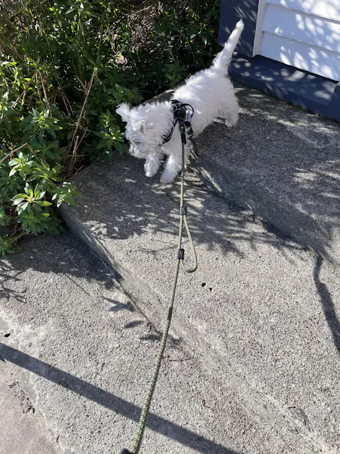 Remutaka City Walker Dog Traffic Leash