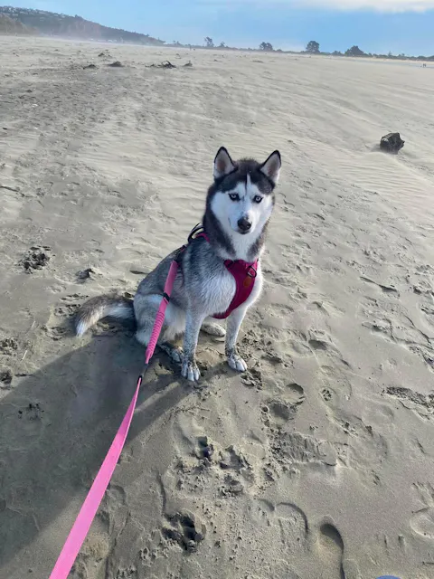 Pink Terraflow Long Line Dog Leash