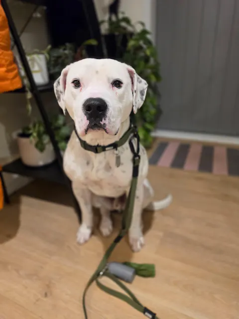 Olive Terraflow Traffic Handle Leash