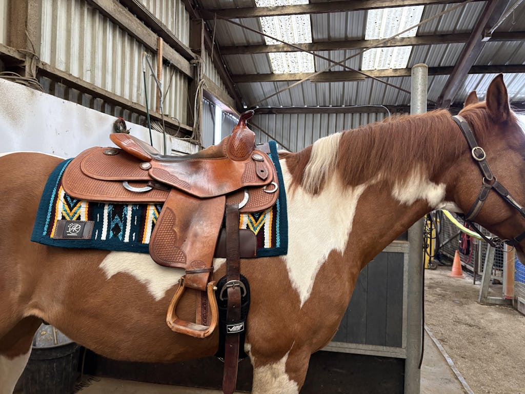 2in1 Show Pad | Western Ranch | Orange & Petrol -SOLD OUT