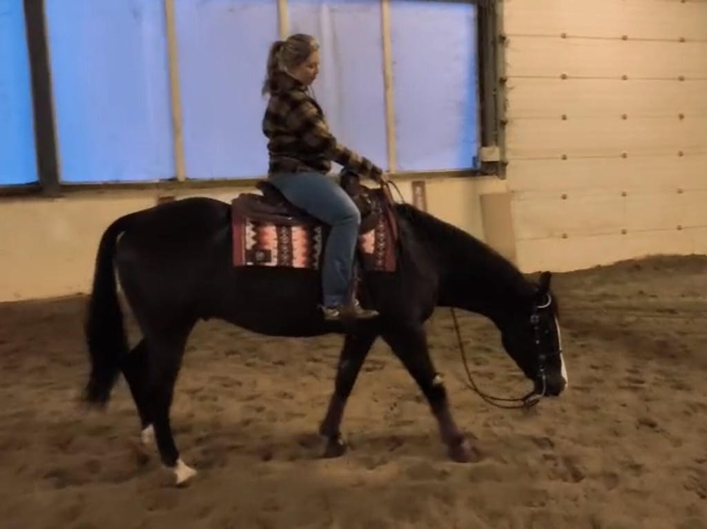 2in1 Show pad | Show Western | Burgundy Mesa -SOLD OUT