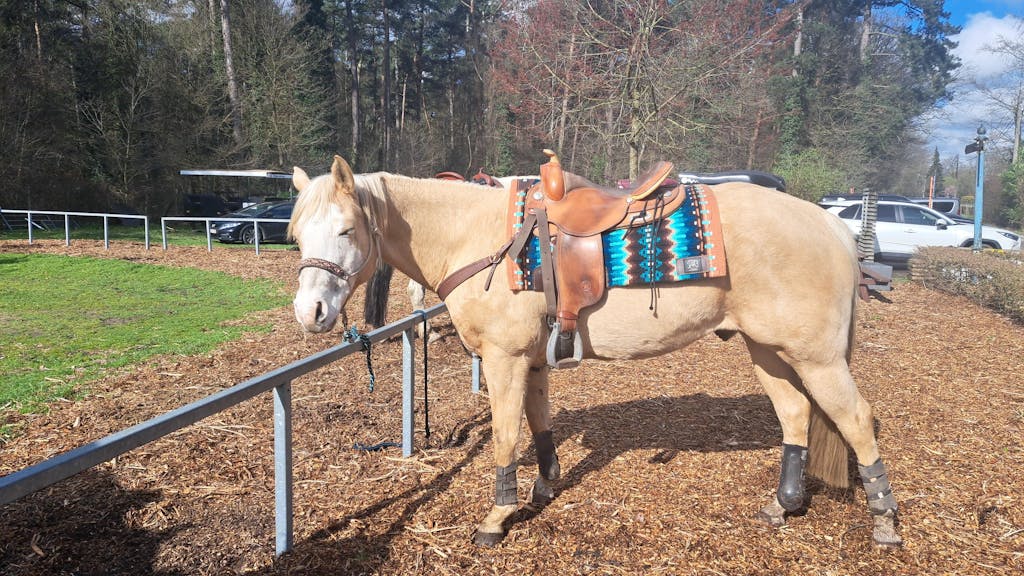 2in1 Show pad | Show Western | Riverbreak -SOLD OUT