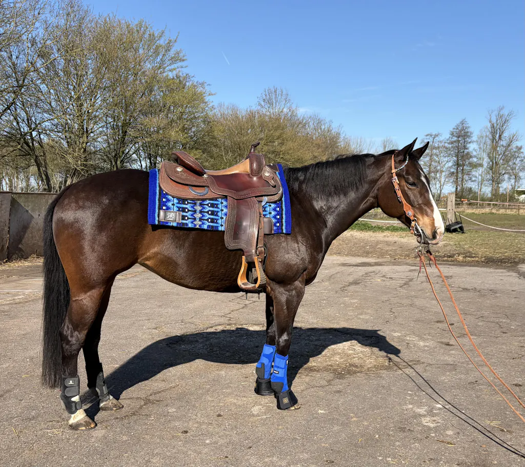 2in1 Show | contoured western pad | Indigo Storm -SOLD OUT