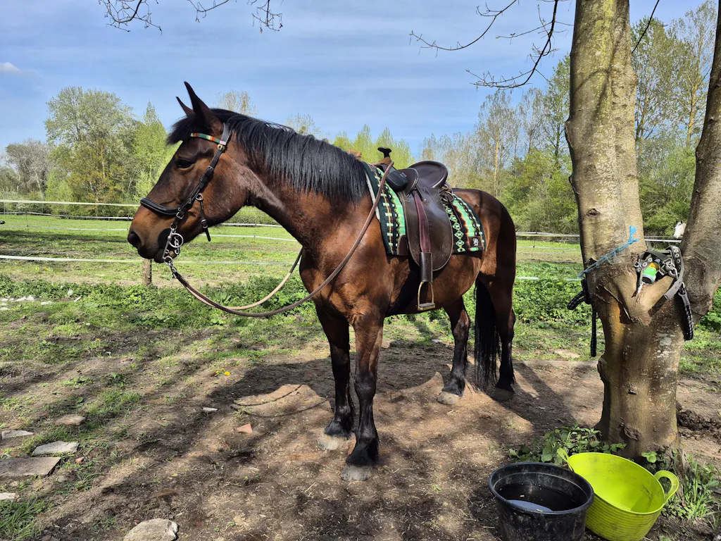 2in1 Show | contoured western pad |  Forest Glow -SOLD OUT