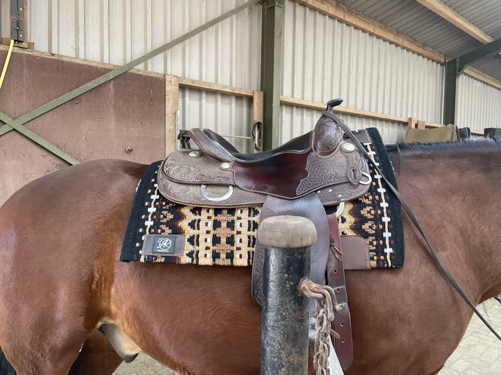 2in1 Show | contoured western pad | Wild Honey -SOLD OUT