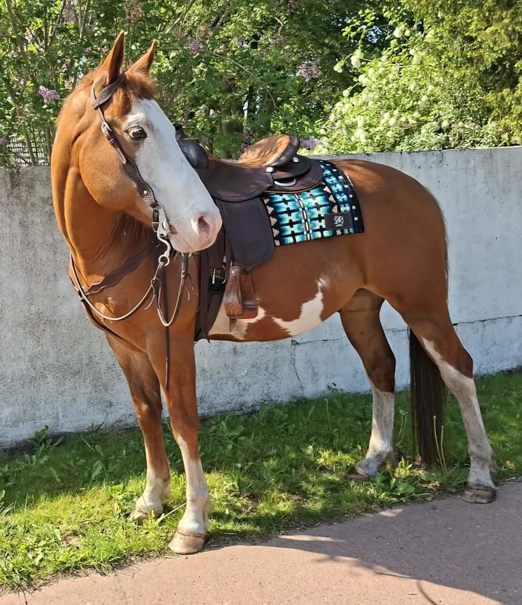 2in1 Show | contoured western pad | Outlaw Patina -SOLD OUT