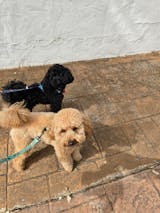 Correa Estampada Cookies