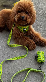 Pack Arnés Ajustable Colección Amazonas