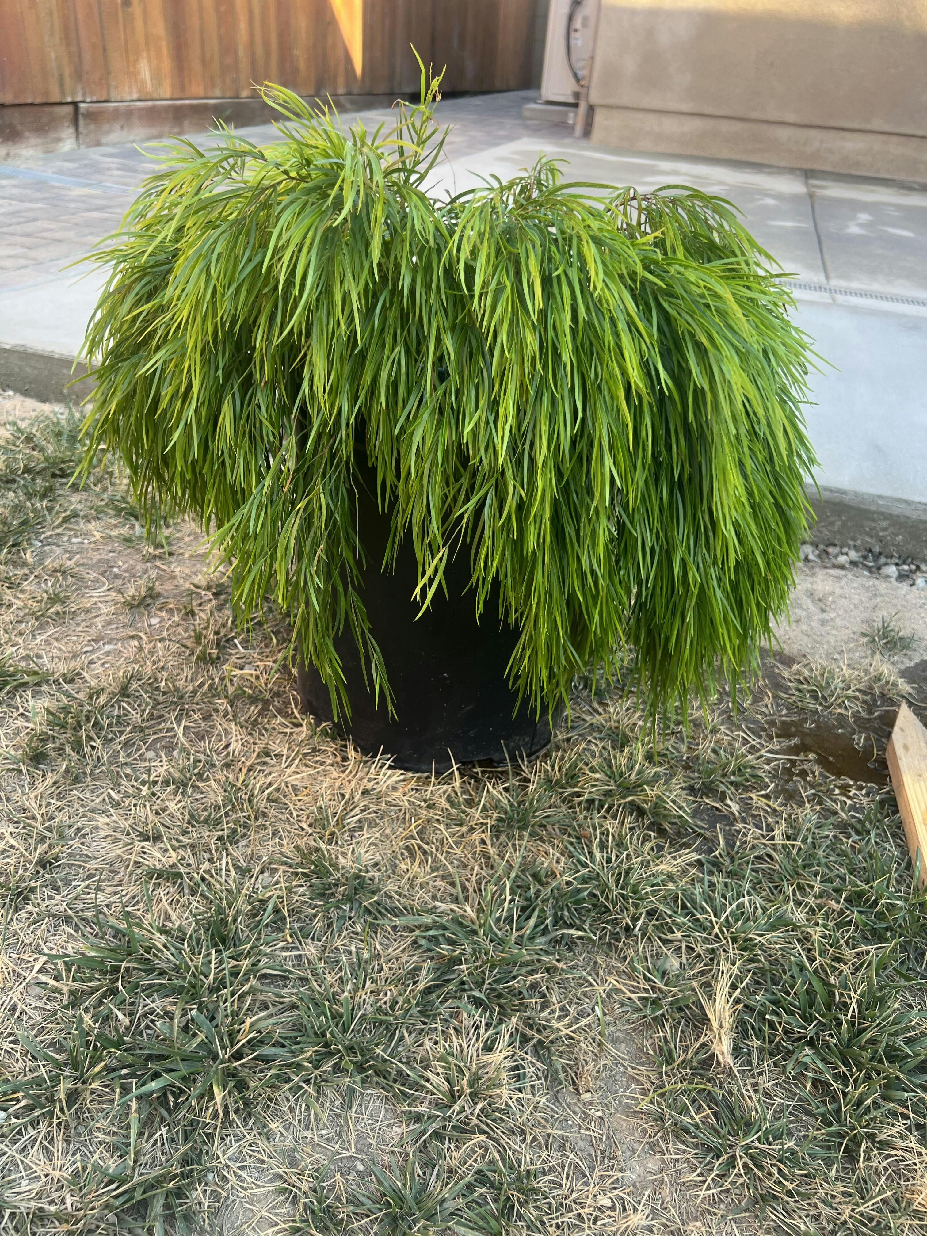 Armstrong Garden Centers Acacia cognata Cousin Itt - Thumbnail 2