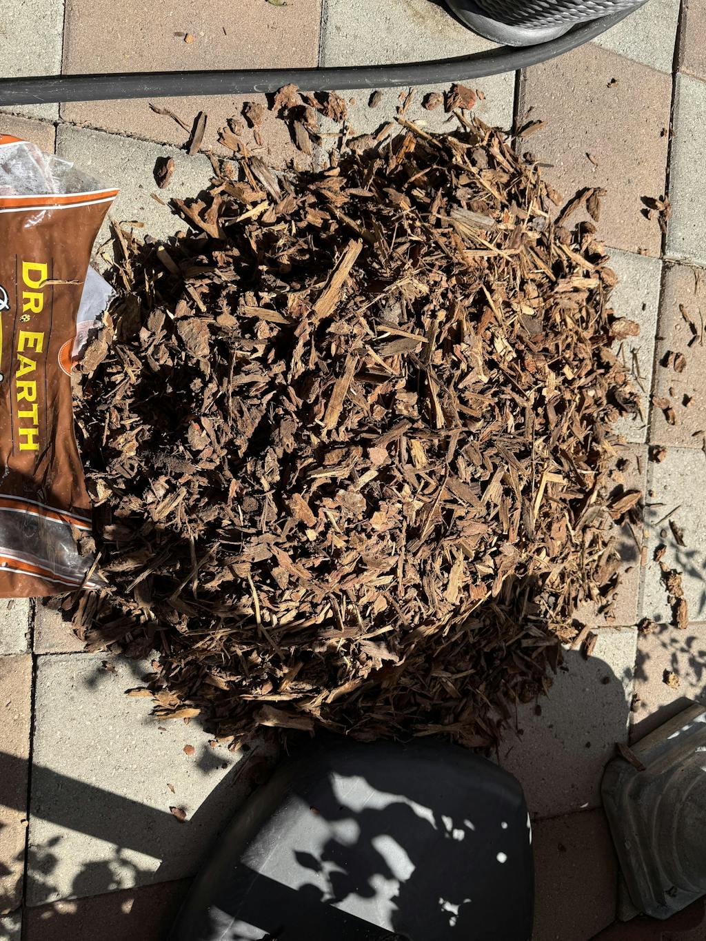 Alpine Noble Fir Cut Christmas Tree Armstrong Garden Centers