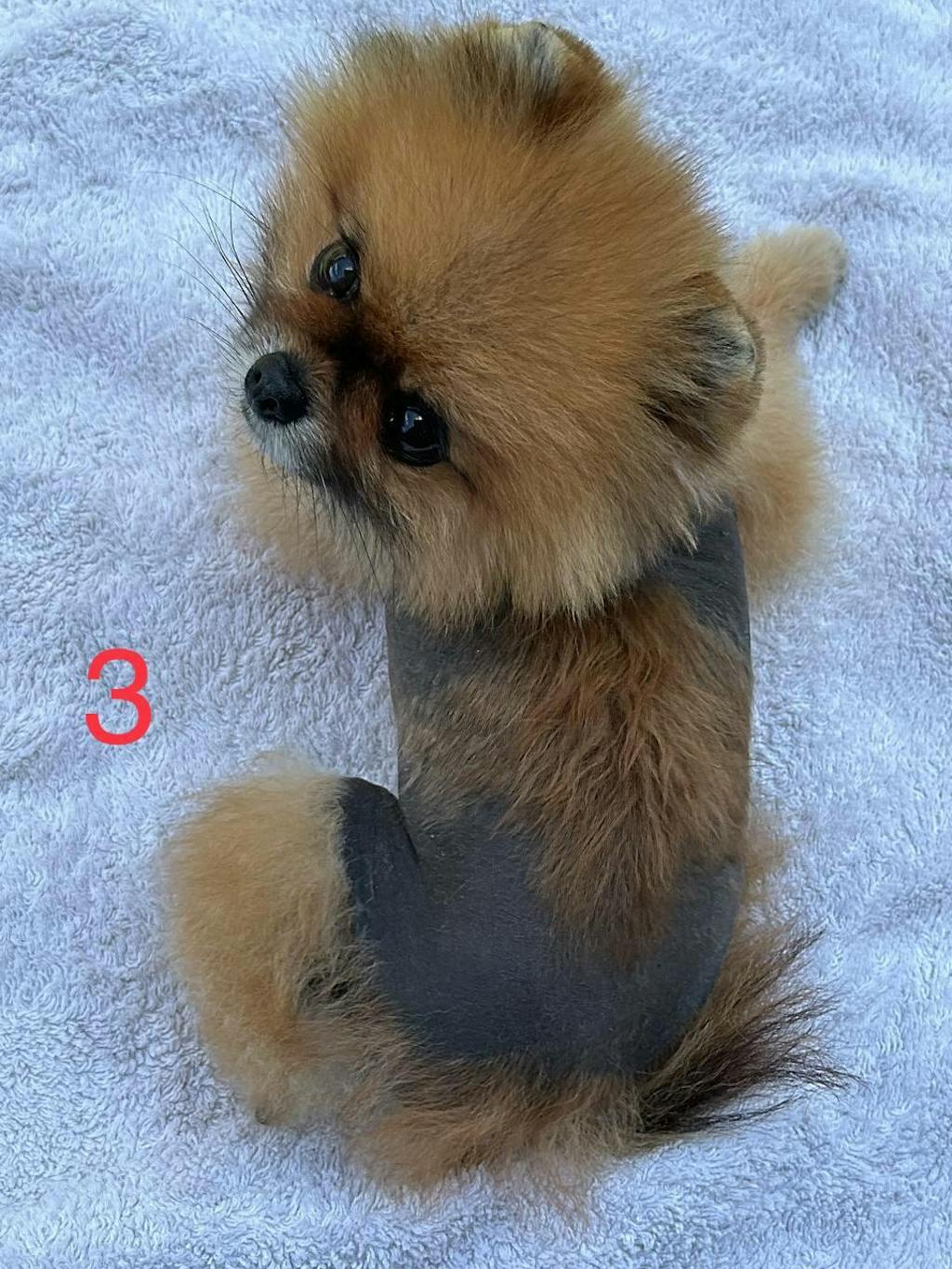 Dermacton Starter Pack Aromesse