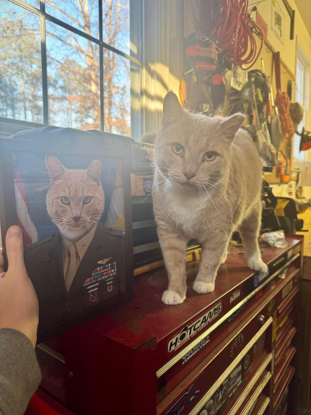 USMC Alpha Marine Cat Portrait