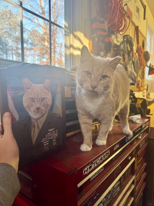 USMC Alpha Marine Cat Portrait