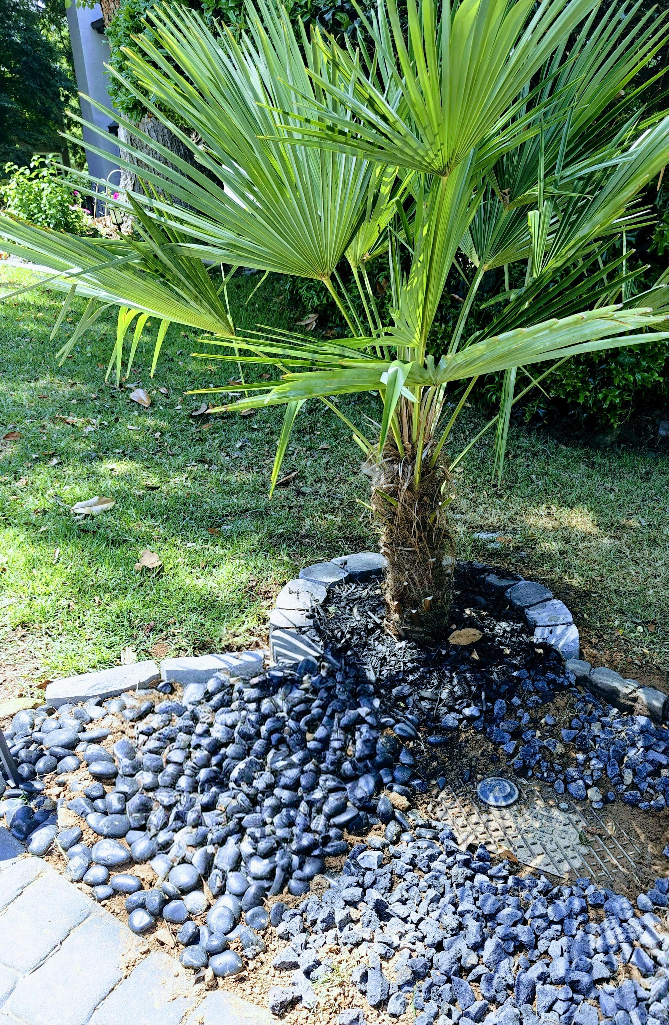 Palm Tree Reviews | Atlanta Palms