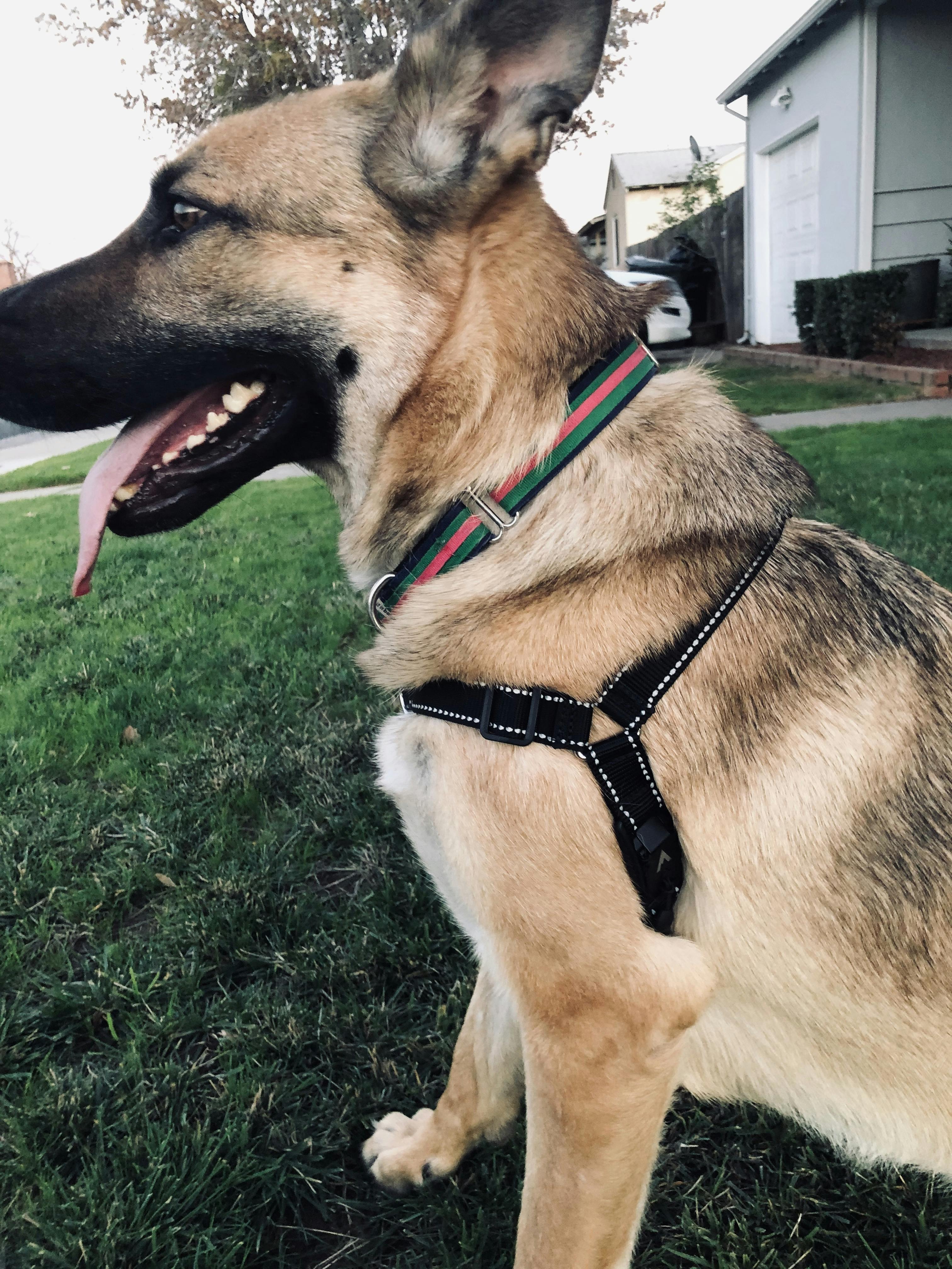 Lifetime Harness® Lifetime Warranty NoPull Dog Harness Atlas Pet