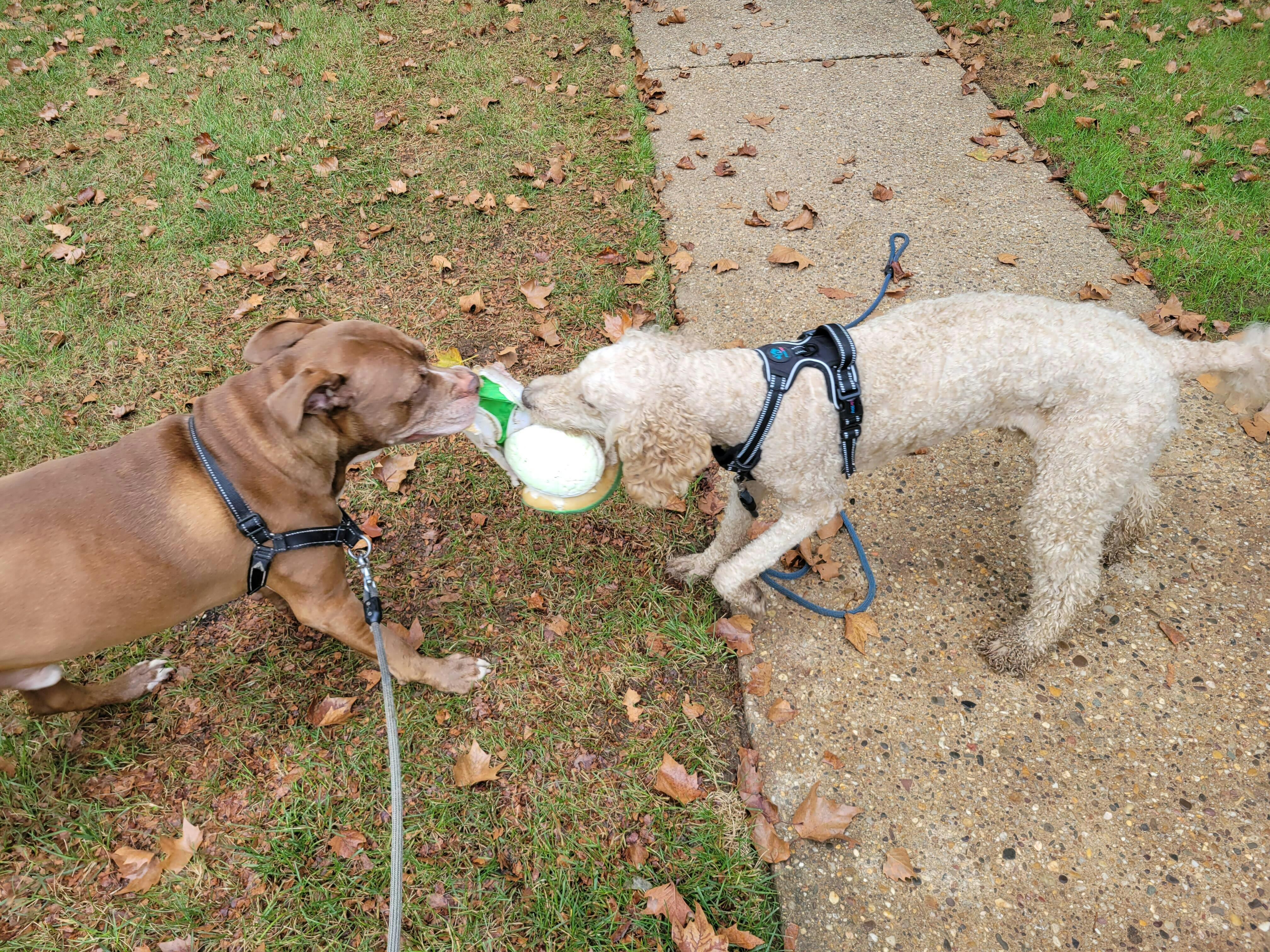 atlas pet leash