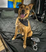 Colorado Avalanche Dog Bandana – Athletic Pets