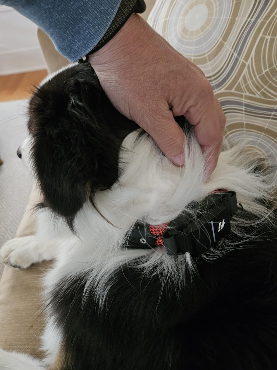 Lana  Fi Smart Dog Collar