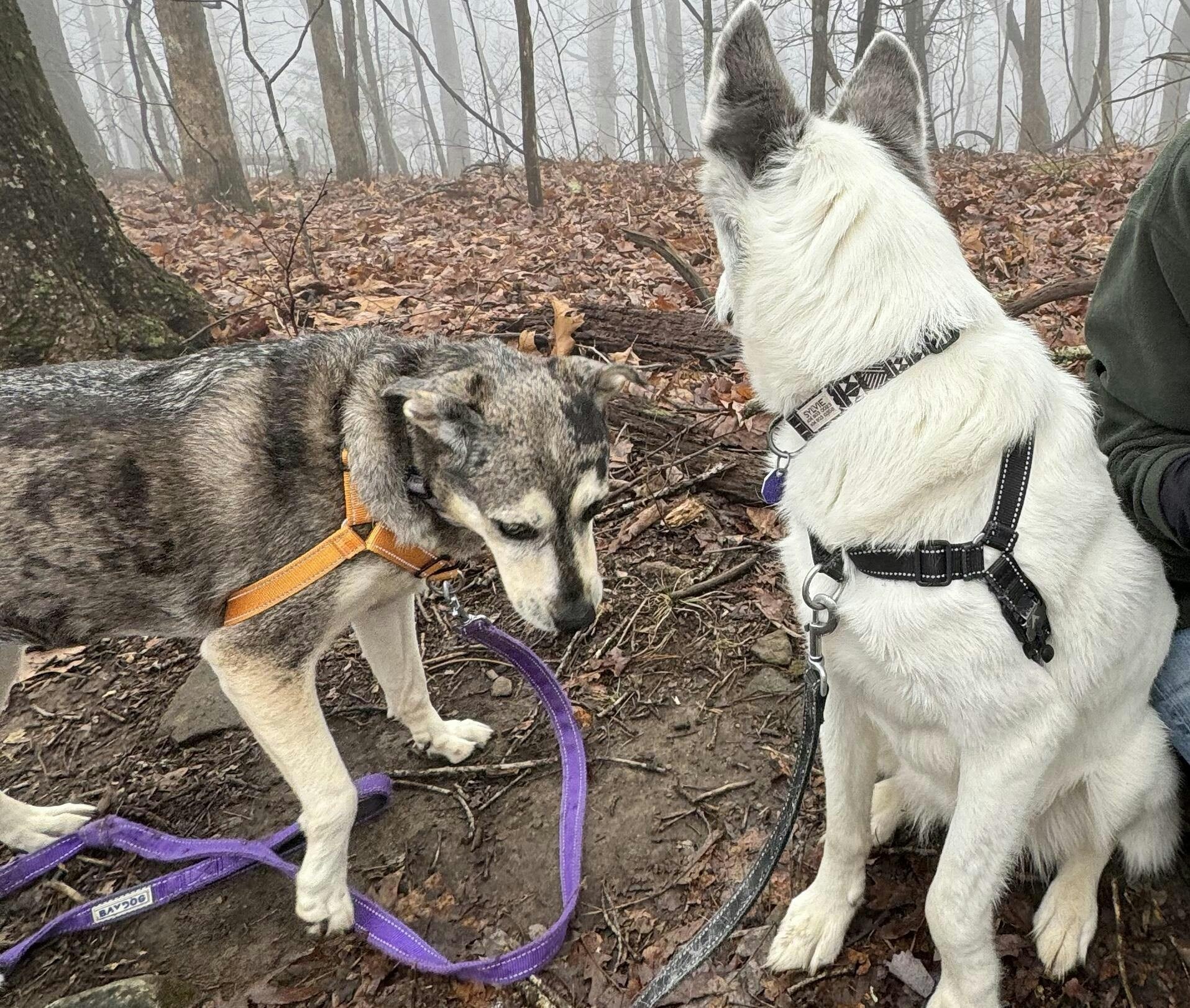 ATLAS Sled Harness